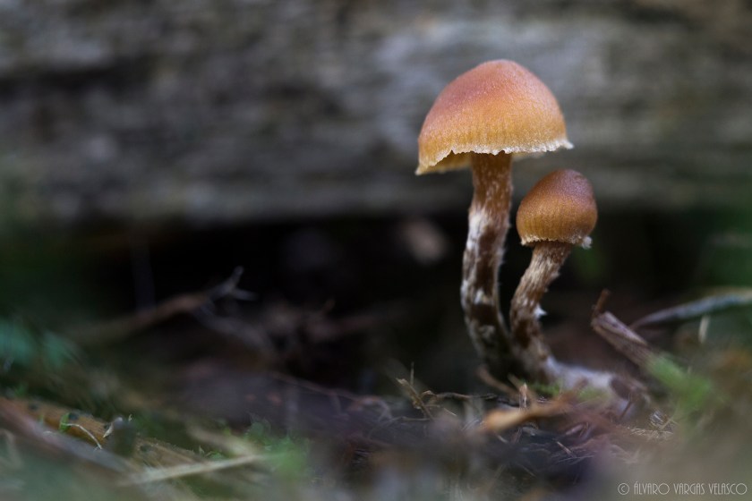 Galerina_badipes(Valdelatas_30-01-2016)1500x1000