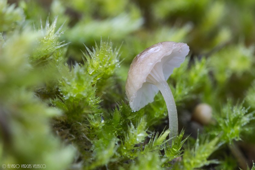Mycena alba (Valdelatas_30-01-2016)1500x1000