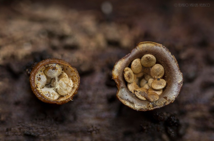 crucibulum_laeve_1500x1000