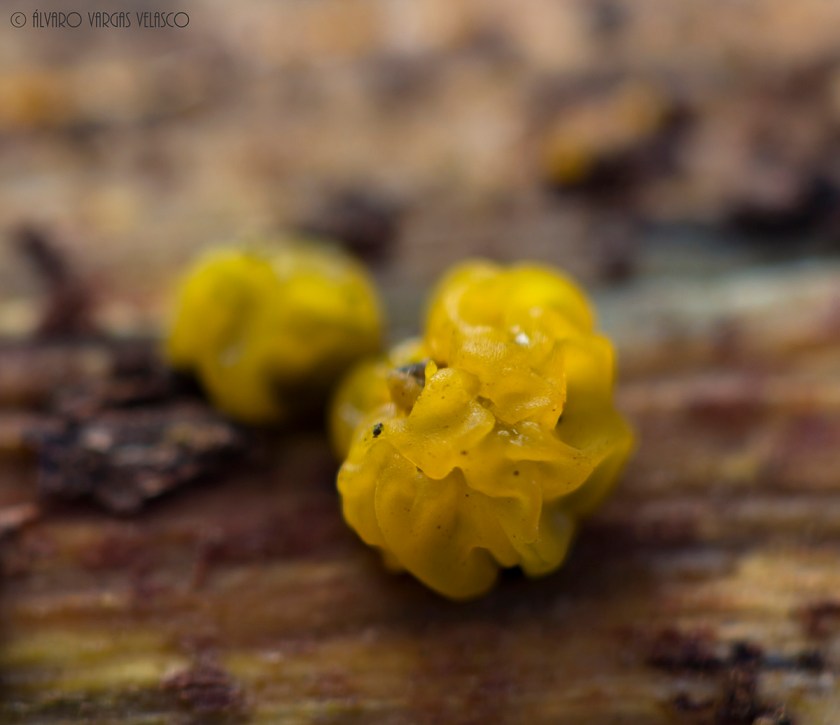 tremella-valdelatas_14-02-20161200x1000cortada