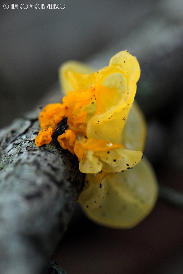 tremella_mesenterica_islas-cies-22_10_20141500x1000