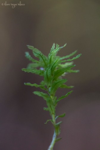 musgohelecho-muda-30-10-20161000firma