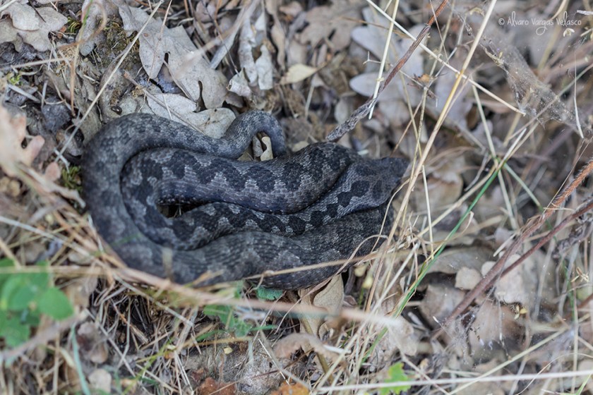 Vhocicuda_LaHiruela_(14-08-2017)_1000_firma