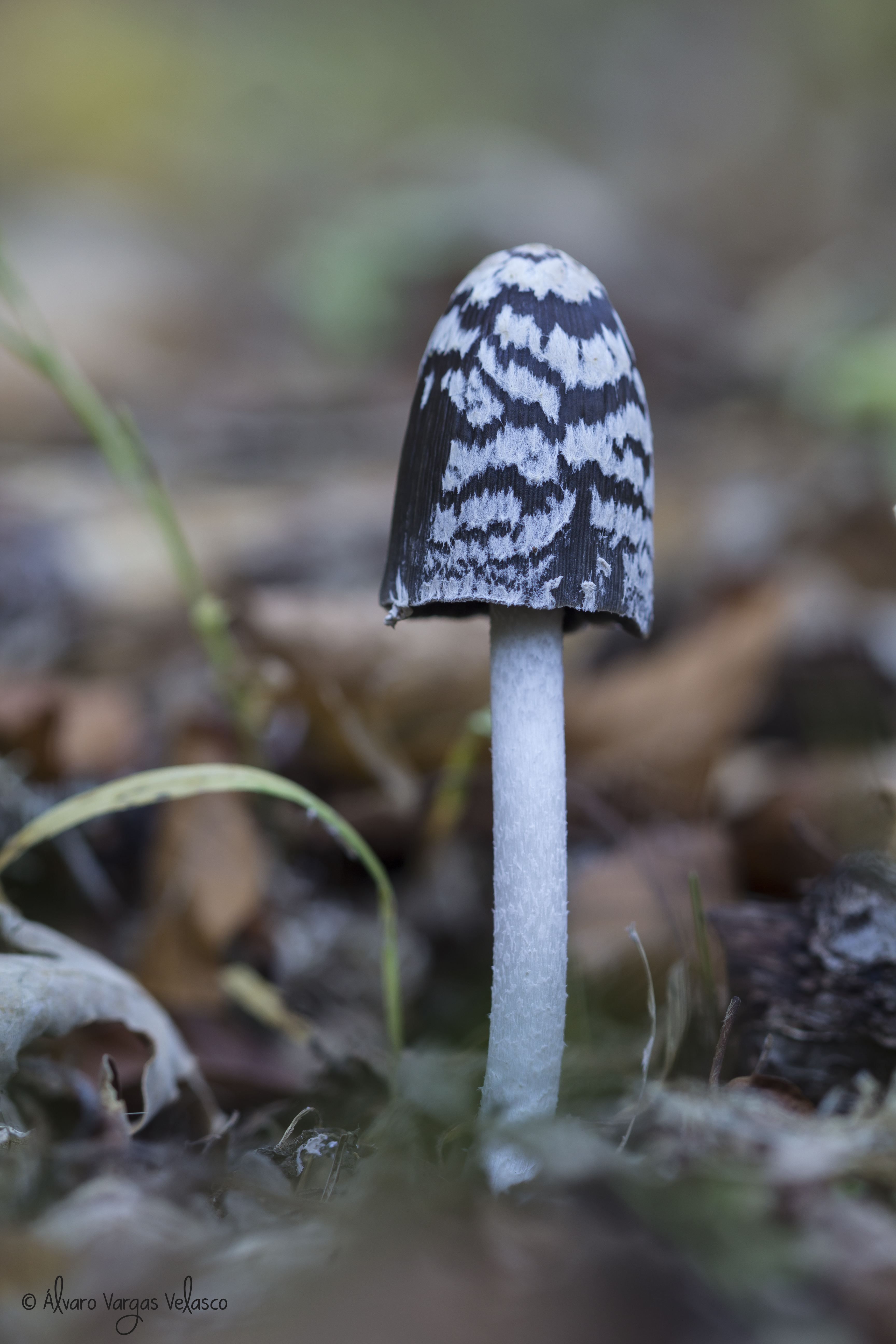 C.picaceus (Muda_30-10-2016)_firma