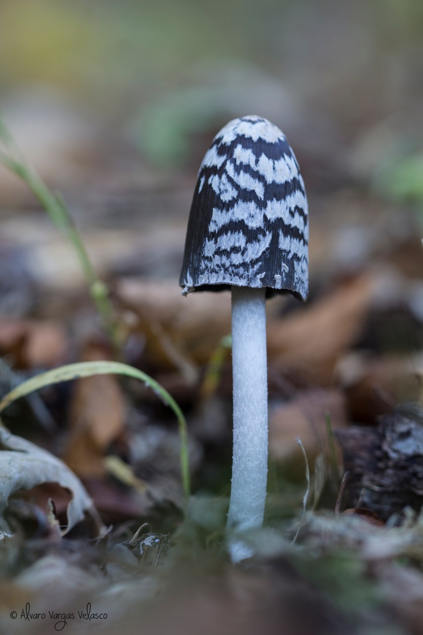 C.picaceus (Muda_30-10-2016)_firma